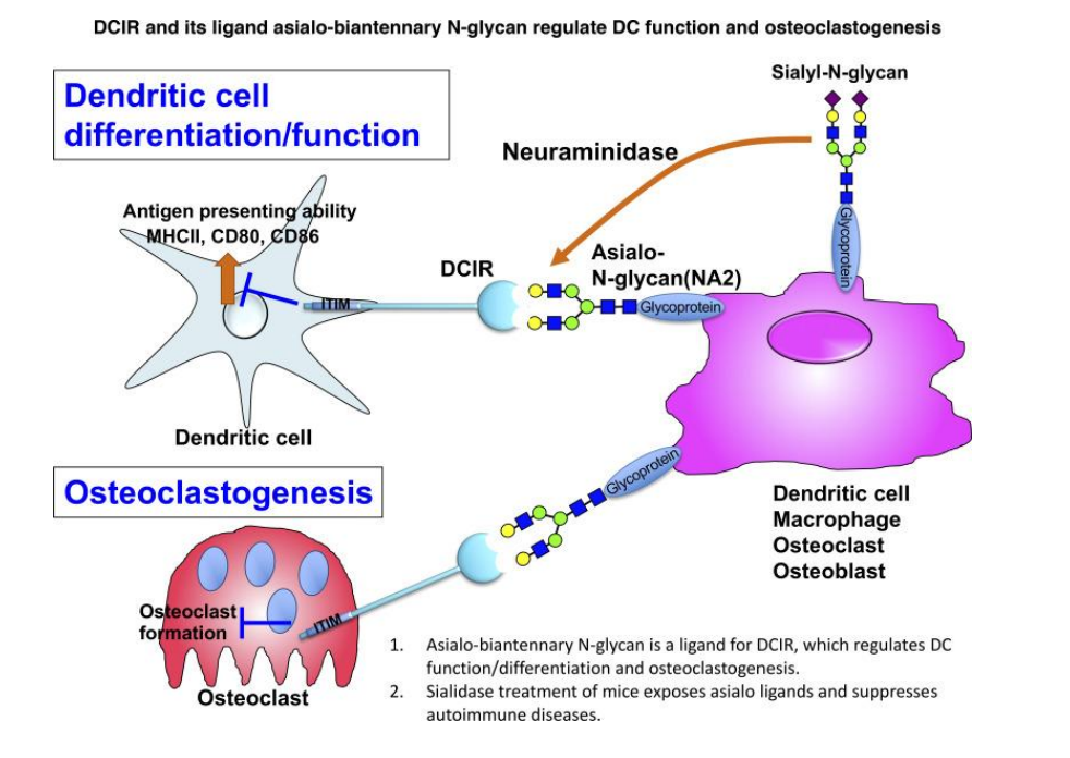 Agonistic anti-DCIR antibody inhibits ITAM-mediated inflammatory signaling and promotes immune resolution